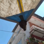 Aydın’da oğul çıkaran arı kolonisi pazar tezgahına kondu 2 Aydın’da oğul çıkaran arı kolonisi pazar tezgahına kondu