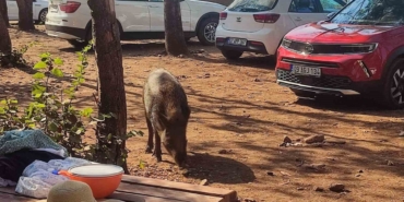 Aydın’da sıra dışı olay: Tatilci kadının çantasını yaban domuzları kaçırdı