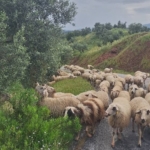 Aydın’da Yörüklerin yayla yolculuğu başladı 1 Aydın’da Yörüklerin yayla yolculuğu başladı