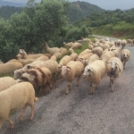 Aydın’da Yörüklerin yayla yolculuğu başladı 2 Aydın’da Yörüklerin yayla yolculuğu başladı