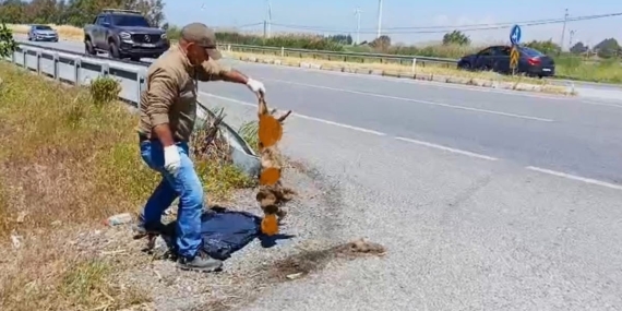 Başkan Sürücü: “Çok nadir ve önemli bir türü daha kaybettik”