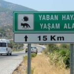 Başkan Sürücü: "Çok nadir ve önemli bir türü daha kaybettik" 6 Başkan Sürücü: "Çok nadir ve önemli bir türü daha kaybettik"