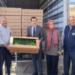 Bozdoğan’da 60 bin turşuluk biber fidesi dağıtıldı 1 Bozdoğan’da 60 bin turşuluk biber fidesi dağıtıldı