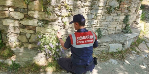 Bu çiçeği koparmanın cezası 557 bin TL