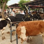 Didim’de kurban kesim yerleri belli oldu 1 Didim’de kurban kesim yerleri belli oldu