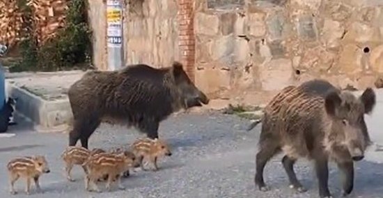 Doğa koruma ekipleri yaban domuzları için harekete geçti