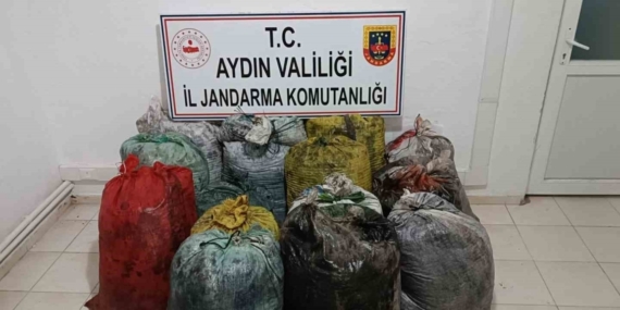 İzinsiz zeytin toplayan 11 şüpheli yakalandı