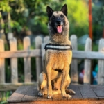 Kahraman köpek ’Bob’ öldü 1 Kahraman köpek ’Bob’ öldü