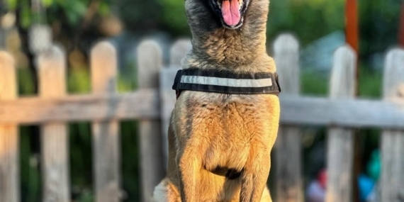 Kahraman köpek ’Bob’ öldü