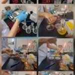 Karya Farma HBX rekor tazeledi 1 Karya Farma HBX rekor tazeledi