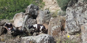 Kaybolan inekler, uçurumda bulundu
