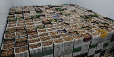 Kuru incir ihracatı yüzde 28 büyüdü