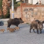 Kuşadası Kaymakamlığı’ndan yaban domuzu uyarısı: "Evcil hayvan gibi beslenmesi yasaklandı" 1 Kuşadası Kaymakamlığı’ndan yaban domuzu uyarısı: "Evcil hayvan gibi beslenmesi yasaklandı"