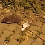 Mera değil Efeler’in merkez mahallesi 5 Mera değil Efeler’in merkez mahallesi