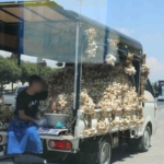 Sarımsak satıcısının tehlikeli yolculuğu 1 Sarımsak satıcısının tehlikeli yolculuğu