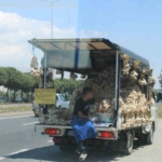 Sarımsak satıcısının tehlikeli yolculuğu 2 Sarımsak satıcısının tehlikeli yolculuğu