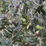 Sofralık zeytin ihracatı 128 milyon dolardan 162 milyon dolara yükseldi 2 Sofralık zeytin ihracatı 128 milyon dolardan 162 milyon dolara yükseldi