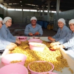 Sofralık zeytin ihracatı 128 milyon dolardan 162 milyon dolara yükseldi 3 Sofralık zeytin ihracatı 128 milyon dolardan 162 milyon dolara yükseldi