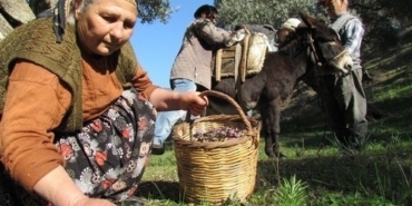 Sofralık zeytin ihracatı 128 milyon dolardan 162 milyon dolara yükseldi