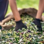 Sofralık zeytin ihracatı 128 milyon dolardan 162 milyon dolara yükseldi 1 Sofralık zeytin ihracatı 128 milyon dolardan 162 milyon dolara yükseldi