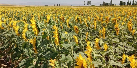 Söke’de buğday hasadı sonrası ayçiçeği ekimine destek