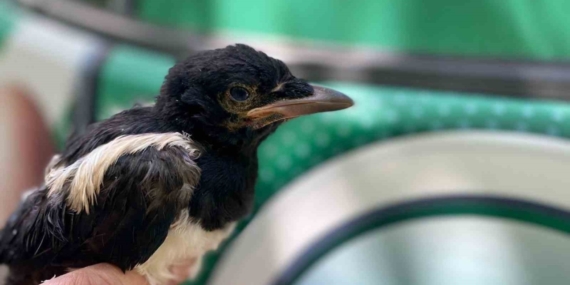 Yavru kargaya jandarma şefkati