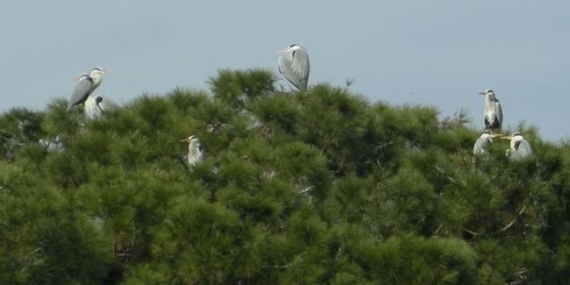 Yenipazar’a gelen gri balıkçıl kuşlar araştırma konusu oldu