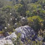 Aydın dağlarında akzambaklar çiçek açtı 3 Aydın dağlarında akzambaklar çiçek açtı