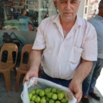 Aydın incirinde ’ilekleme’ sezonu başladı 4 Aydın incirinde ’ilekleme’ sezonu başladı