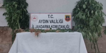 Aydın’da 28 kök kenevir ele geçirildi