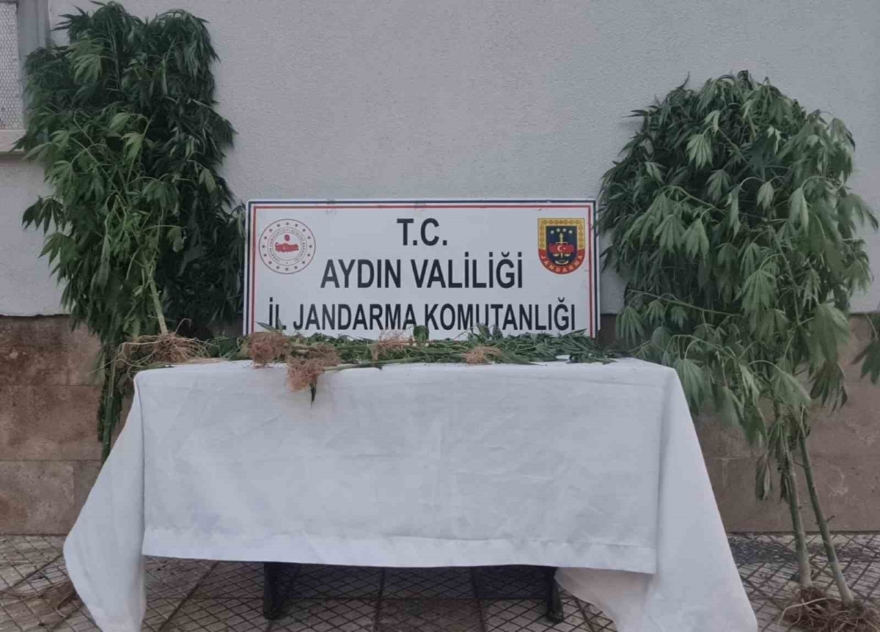 Aydın’da 28 kök kenevir ele geçirildi