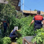 Aydın’da 28 kök kenevir ele geçirildi 5 Aydın’da 28 kök kenevir ele geçirildi