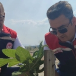 Aydın’da incir üretimine kalite katacak proje denetlendi 1 Aydın’da incir üretimine kalite katacak proje denetlendi