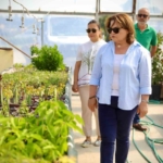 Başkan Gençay, kekik hasadına katıldı 2 Başkan Gençay, kekik hasadına katıldı