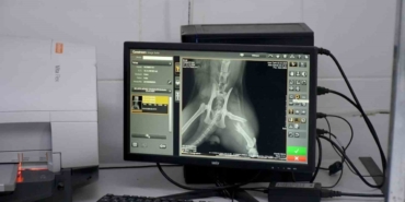 Başkan Günel, 5’inci kattan düşen kediye yaşam umudu oldu 2 Başkan Günel, 5’inci kattan düşen kediye yaşam umudu oldu