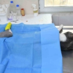 Başkan Günel, 5’inci kattan düşen kediye yaşam umudu oldu 6 Başkan Günel, 5’inci kattan düşen kediye yaşam umudu oldu