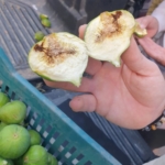 Buharkent’te ilek tezgahları denetlendi 8 Buharkent’te ilek tezgahları denetlendi