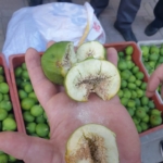 Buharkent’te ilek tezgahları denetlendi 9 Buharkent’te ilek tezgahları denetlendi