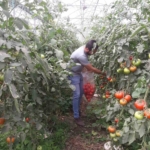 Domateste hasat öncesi numuneler alındı 1 Domateste hasat öncesi numuneler alındı