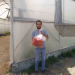 Domateste hasat öncesi numuneler alındı 3 Domateste hasat öncesi numuneler alındı