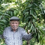 Ege bu yıl meyveye hasret 7 Ege bu yıl meyveye hasret