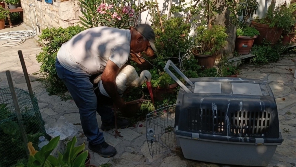 kamyon carpan leylek tedavi altina alindi baskan surucu dikkat cagrisi yapti 87745cc0d84b