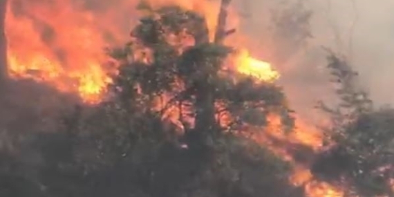 Koçarlı’da orman yangını: Çok sayıda ekip sevk edildi