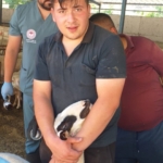 Köşk’te hayvan aşı çalışmalarına başlandı 1 Köşk’te hayvan aşı çalışmalarına başlandı