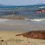 Kuşadası sahiline Caretta Caretta cinsi deniz kaplumbağası vurdu 5 Kuşadası sahiline Caretta Caretta cinsi deniz kaplumbağası vurdu