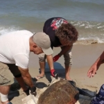 Kuşadası sahiline Caretta Caretta cinsi deniz kaplumbağası vurdu 6 Kuşadası sahiline Caretta Caretta cinsi deniz kaplumbağası vurdu