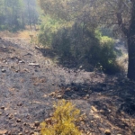 Kuşadası’nda orman yangını 9 Kuşadası’nda orman yangını