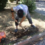 Nazilli Belediyesi su israfına karşı parklardaki damlama sistemlerini yeniliyor 3 Nazilli Belediyesi su israfına karşı parklardaki damlama sistemlerini yeniliyor