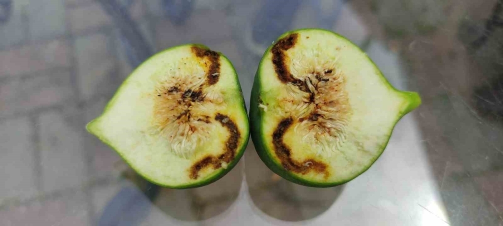 nazillide incir siyah sinegi ile mucadele cagrisi 6e251d36b9b9