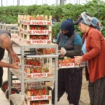 Köşk’te 201 araç sorgulandı 7 Tarımı, teknolojiyle birleştirdi yaşıtlarına örnek oldu